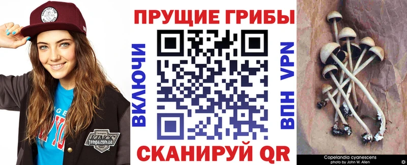 Галлюциногенные грибы Psilocybe  Суздаль 