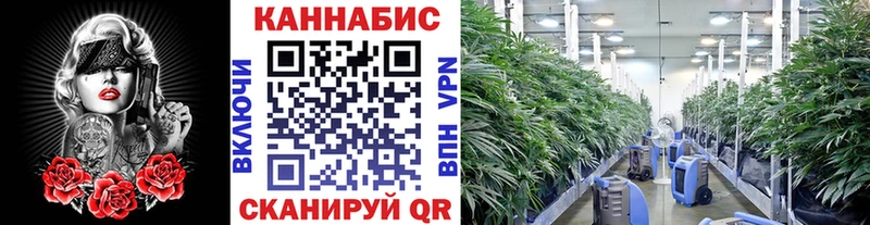 Шишки марихуана сатива  Суздаль 